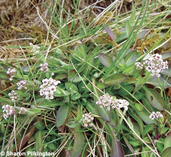 Alpine Pennycress, a rare plant tolerant of high lead levels.