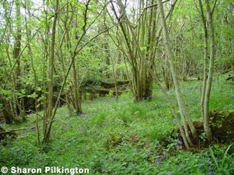 Ash woodland with an understory of coppiced Hazel, with a rich and attractive ground flora, including Bluebells, Ramsons and Dog's Mercury, Rodney Stoke Woods.