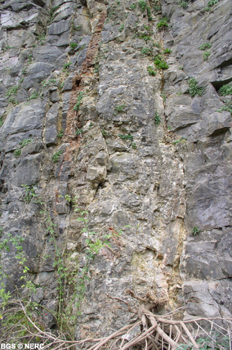 Neptunian dyke infilled with Jurassic material exposed in Cloford Quarry, near Holwell.