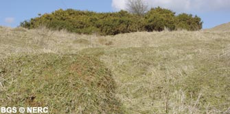 Gorse and anthills developed on limestone grassland, Dolebury Warren