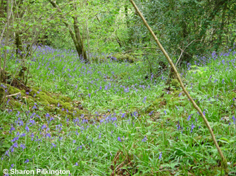 Bluebells in Harridge Wood