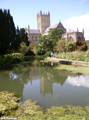 St Andrew's Risings, a large resurgence in the grounds of the Bishops Palace Gardens. This spring drains the limestone to the east of Wells.
