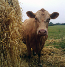 Livestock produce natural methane gas emissions. (Photo: BGS/J.Stevenson)