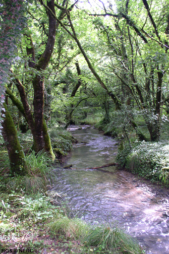 Stream in Asham Wood