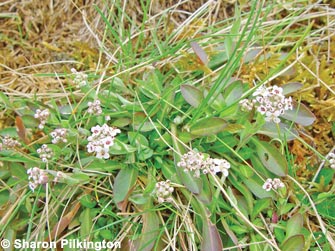 Alpine Pennycress Thlaspi caerulescens, a bioaccumulator which can absorb substantial amounts of lead, cadmium and zinc from the soil. It can be found on lead rich slag heaps around Charterhouse and Priddy.