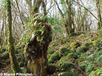 Polypody ferns on oak stump, Asham Wood