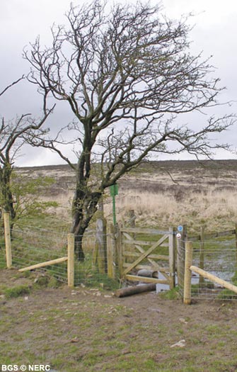 Wet heathland developed on the Portishead Formation sandstone on Blackdown.