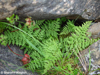 Brittle Bladder Fern