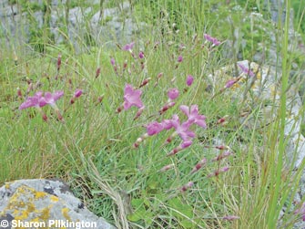 Cheddar Pinks (Dianthus gratianopolitanus)