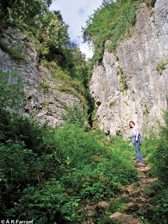 The Narrows, Ebbor Gorge, once an ice age waterfall.