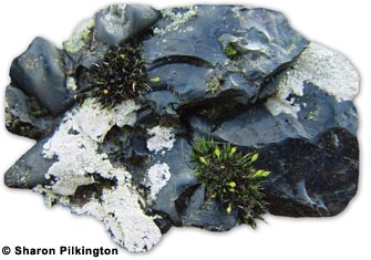 Grimmia donniana , a lead tolerant moss growing on lead-rich slag from the 19th century mining operations at Charterhouse.