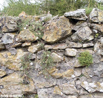 Stone wall made up of the Harptree Beds and lime mortar, supporting many plant species