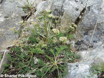 Honewort (Trinia glauca), a rare plant that occurs on south-facing dry limestone slopes