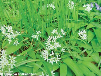 Ramsons Allium ursinum, a common woodland herb species often smelling of garlic, characteristic of wetter ground in woodland. Photo. Sharon Pilkington.