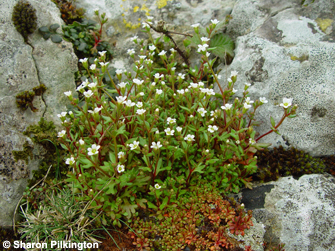 Rue-leaved Saxifrage