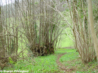 Coppice stools of Small leaved lime Tilia cordata, Big Stoke Wood, Rodney Stoke. Photo. Sharon Pilkington.