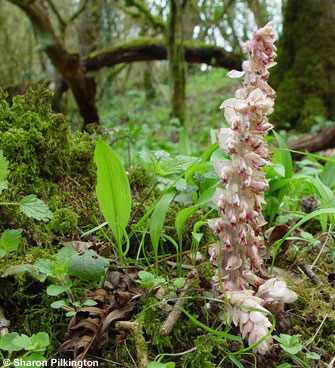 Toothwort (Lathraea squamaria) a perennial parasitic plant which feeds on plant roots.