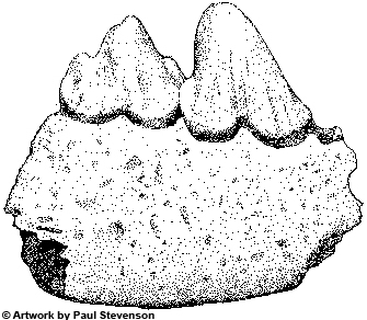 Tooth of Ursus deningeri, Westbury-sub-Mendip.