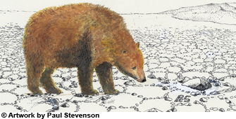Cave Bear (Ursus deningeri)
