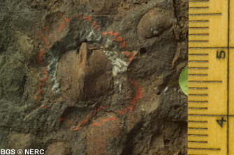 Isorthis clivosa fossil brachiopod