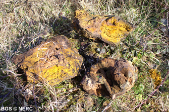 Stalactitic yellow ochre, which once infilled a pre-existing cavity, Shute Shelve, Axbridge.