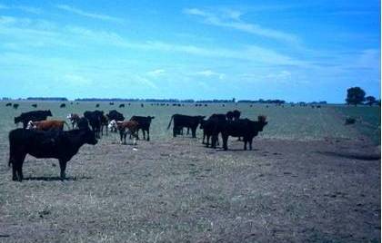 Cattle on the Pampean plain of central Argentina