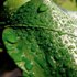 Water droplets on a leaf ©iStockphoto.com/unknown