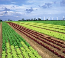 A field of lettuces in the UK