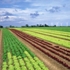 A field of lettuces in the UK