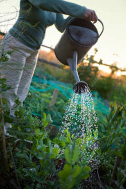 Someone watering their pea plants with a watering can at dusk ©iStockphoto.com/Chris Price