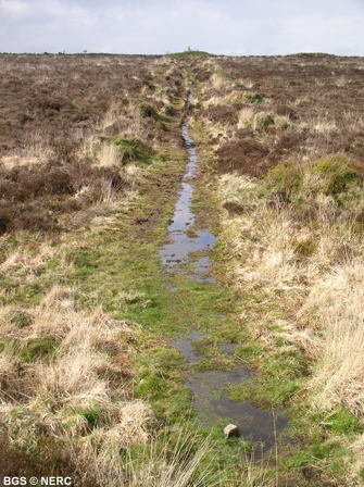 Sandstone heath, Blackdown