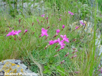 Cheddar Pink