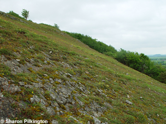 Thin limestone soils Crook Peak