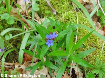 Purple Gromwell