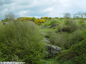 Limestone heath and lead mining