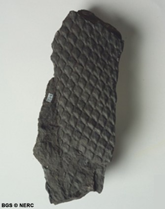 Lepidodendron (fossil tree bark)