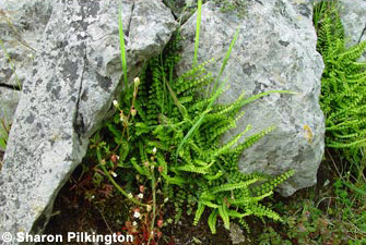 Maidenhair Spleenwort Asplenium trichomanes. Photo. Sharon Pilkington
