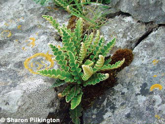 Rustyback Ceterach officinarum. Photo. Sharon Pilkington