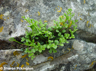 Wall rue Asplenium ruta-muraria. Photo. Sharon Pilkington