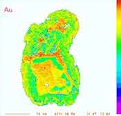 Microchemical maps of a single gold grain showing the distribution of gold, BGS©NERC